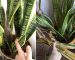 Reasons-For-Dry-sansevieria-plant